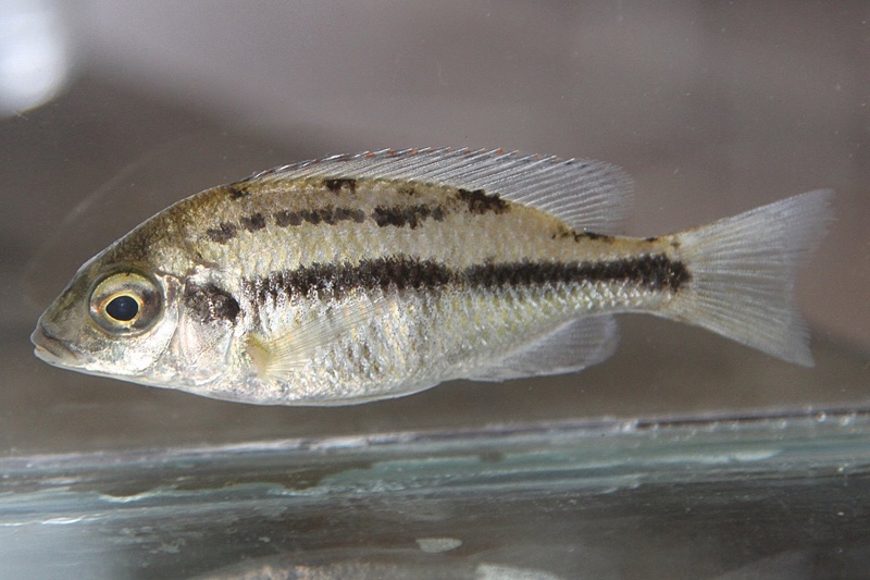 Protomelas taeniolatus 'Kambiri'